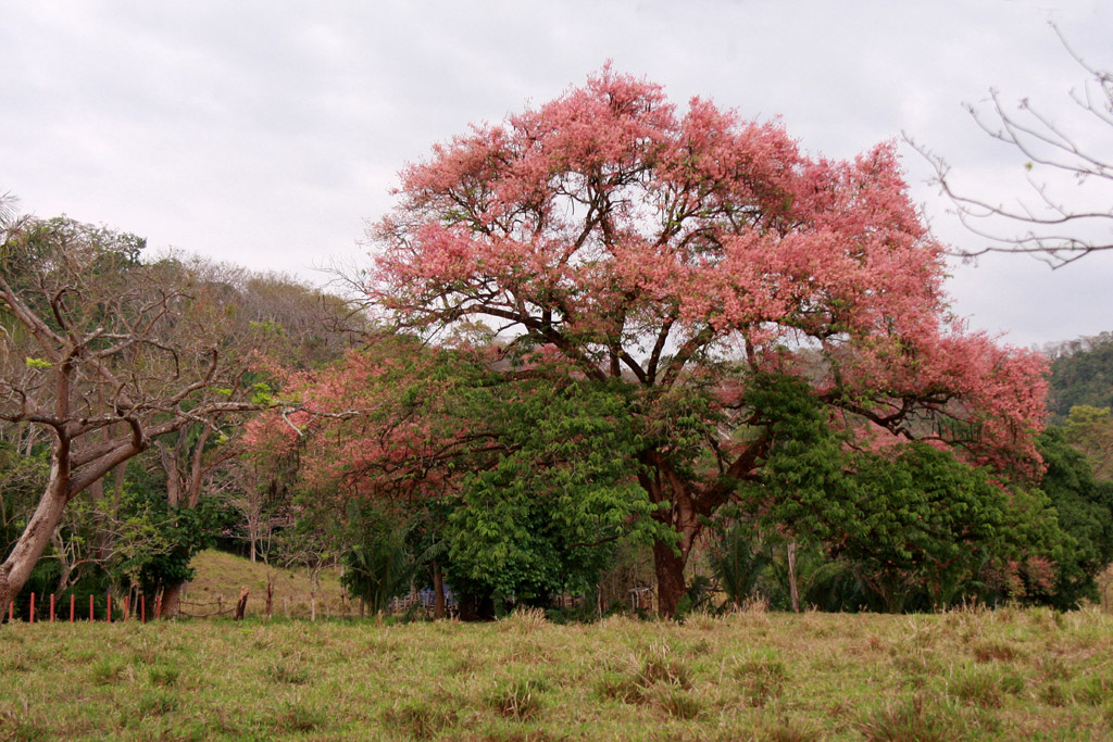 Kostarika - strom